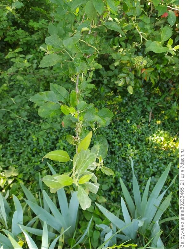 Добрый день, помогите, пожалуйста, определить растение