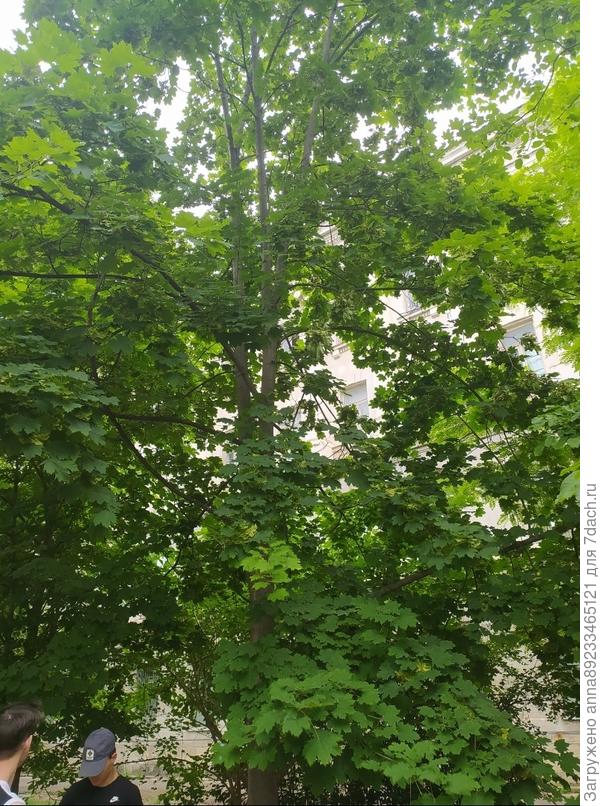 Добрый день. Помогите, пожалуйста, определить растение