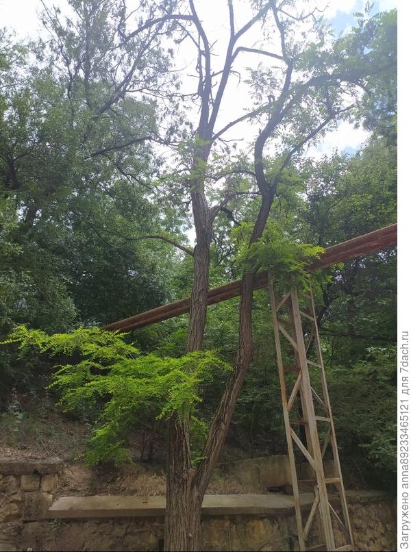 Добрый день. Помогите, пожалуйста определить растение