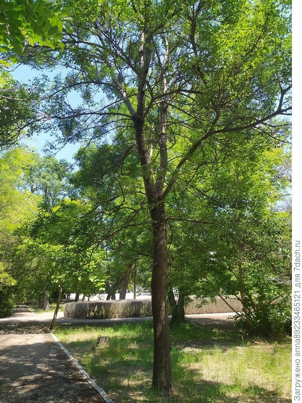 Добрый день. Помогите, пожалуйста, определить растение