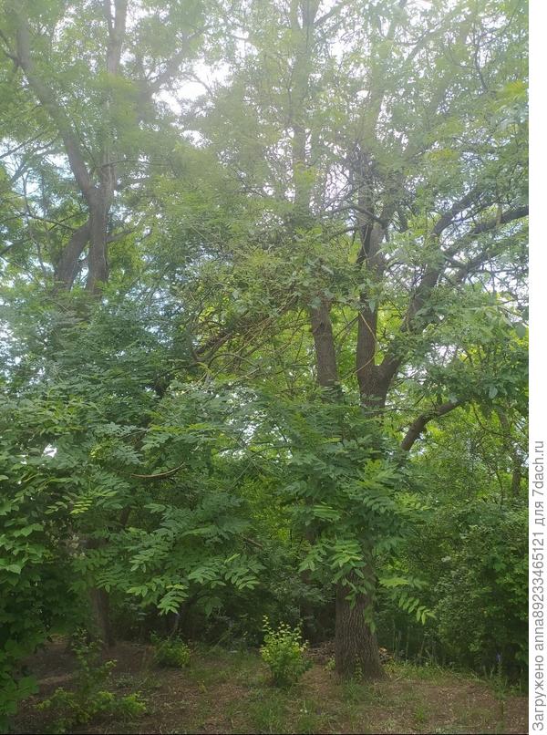 Добрый день. Помогите, пожалуйста, определить растение