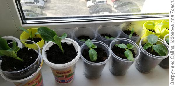 цукини два слева