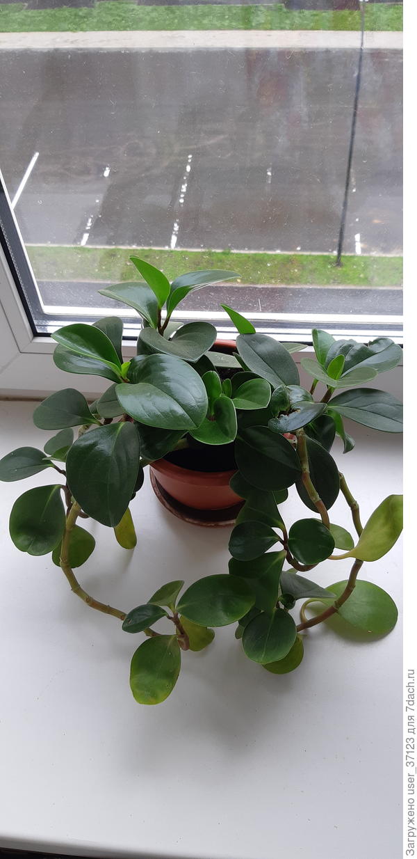 Вот общий вид сейчас. Точно черенковать?