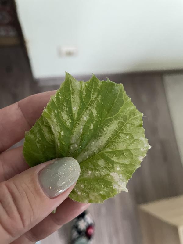 Лист огурца