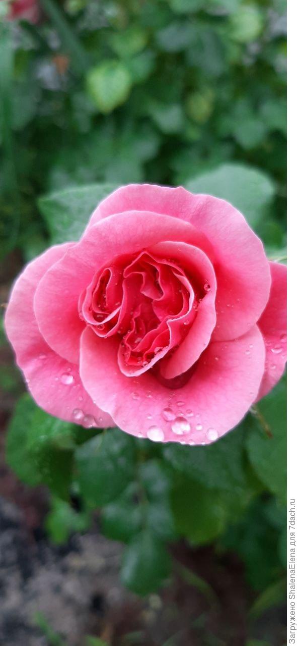 Роза. Название кануло в лету.