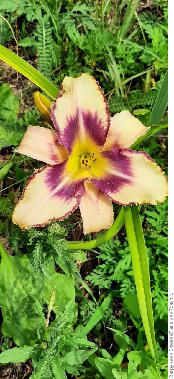 Лилейник. Второй год цветения.