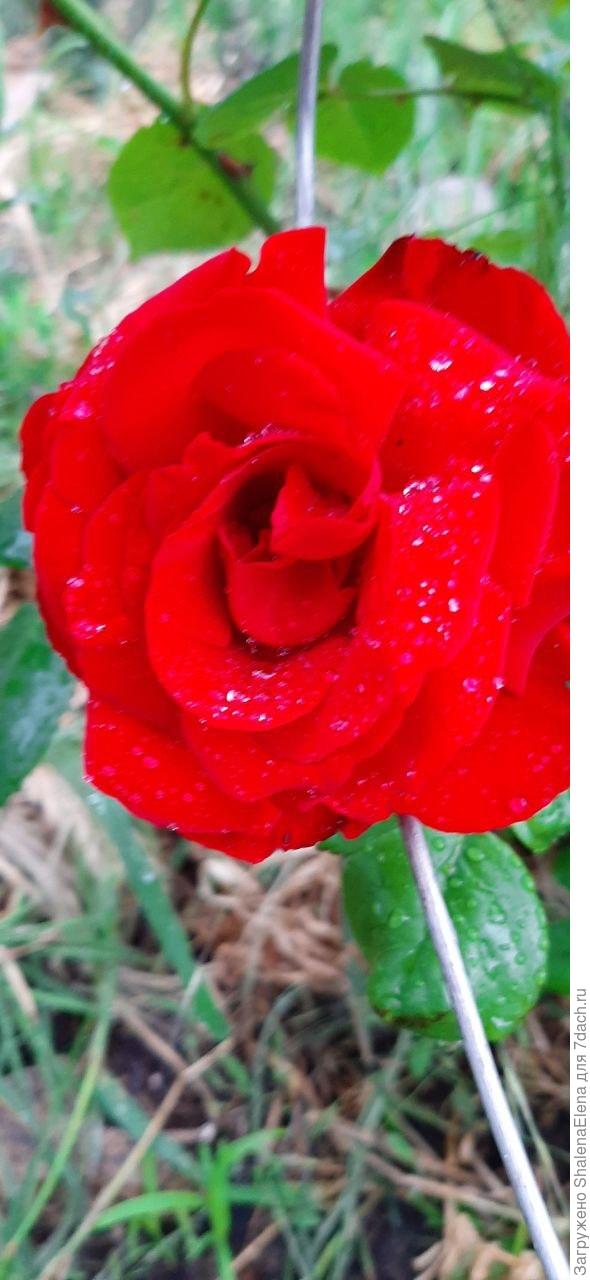 Тоже Роза нонейм.