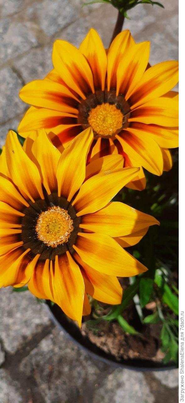 Что-то однолетнее на букву Г. Планирую сберечь этот куст. Очень нравится цветок.