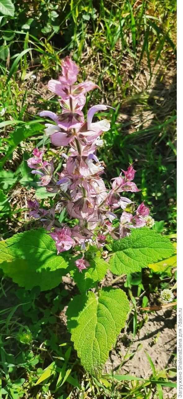 Шалфей мускатный.