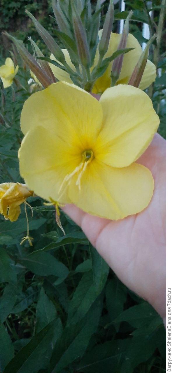 Энотера. Красавица ночи.