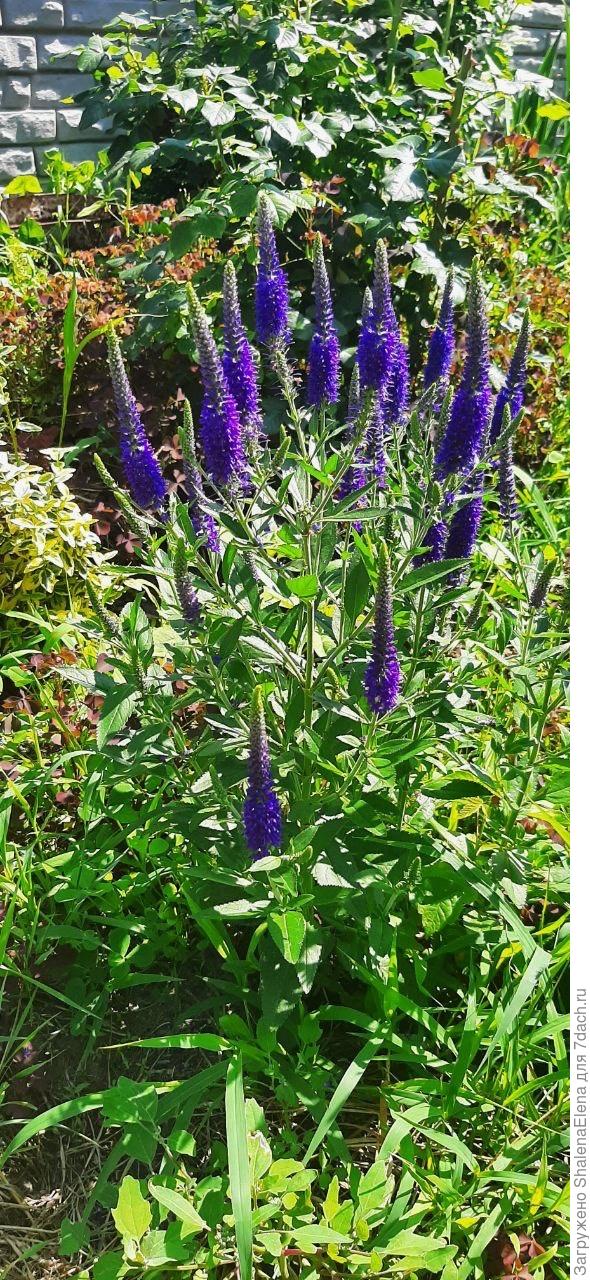 Вероника колосковая