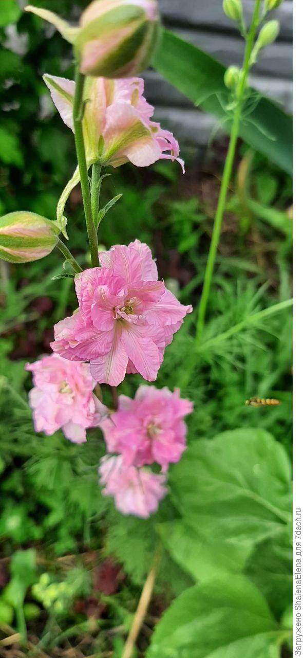 Дельфиниум