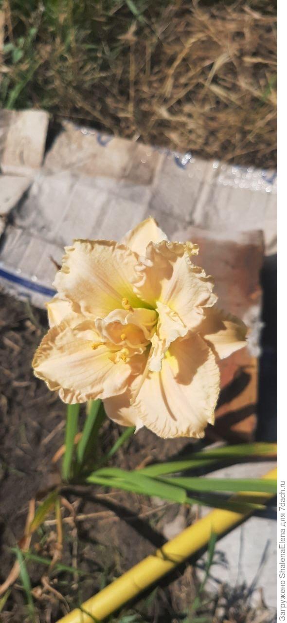 Кремовая нежность. Не название сорта)