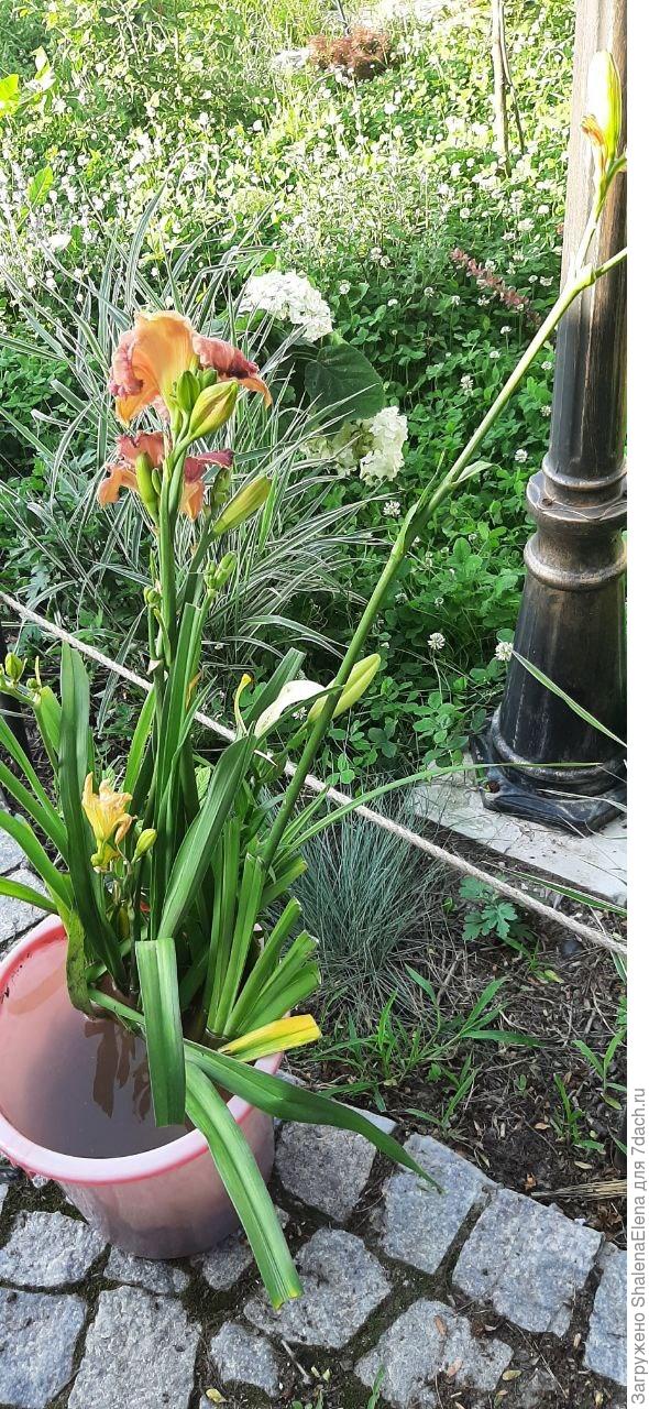 Пучек садового счастья