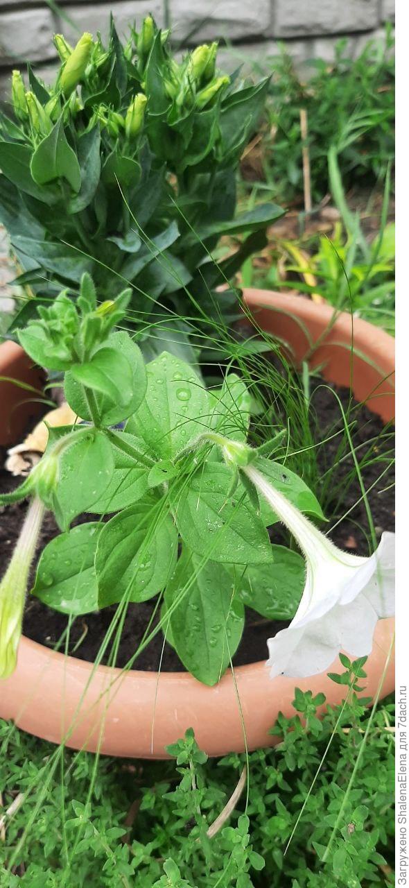 В горшке с эустомой.