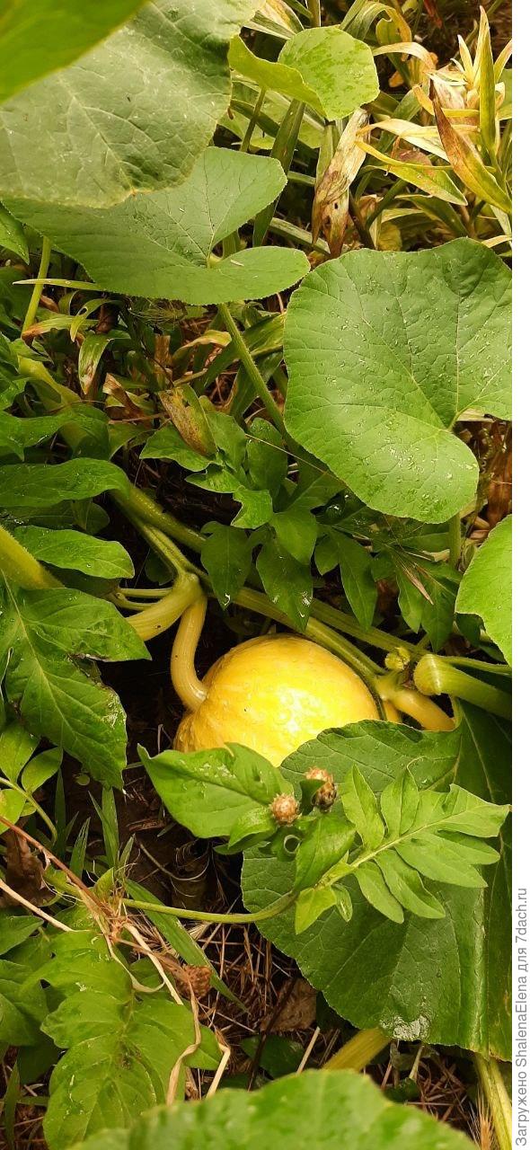 Тыковка среди васильков и колокольчиков.