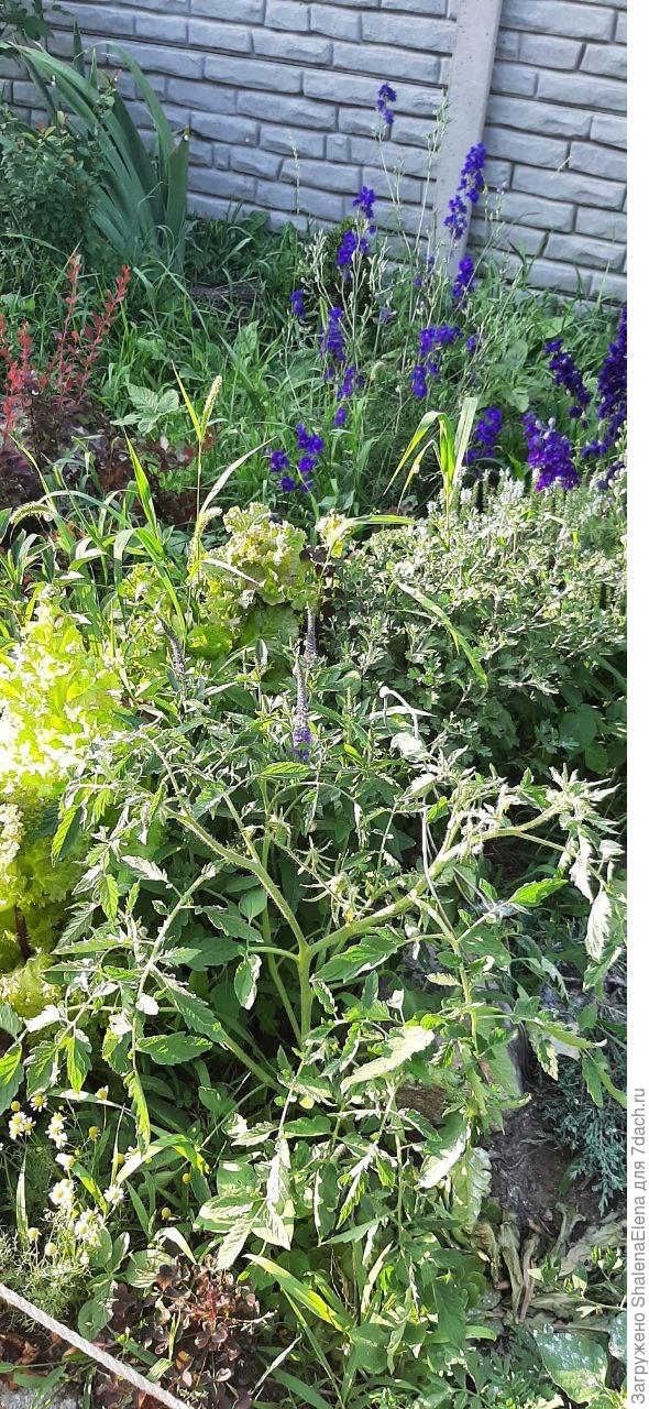 Вероника, салат и случайный помидор. Куст огромный.