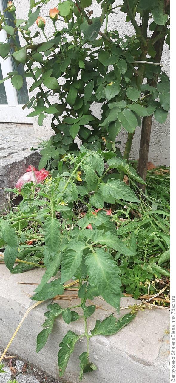 Томат дружит с розой.