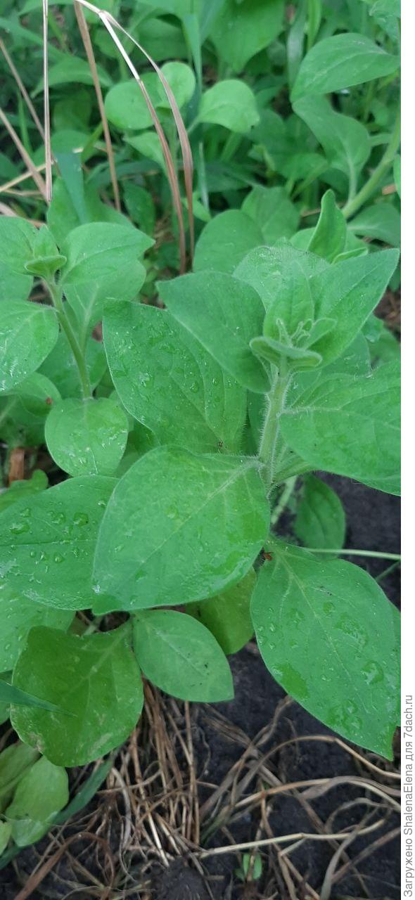 На клумбе. Густенько.