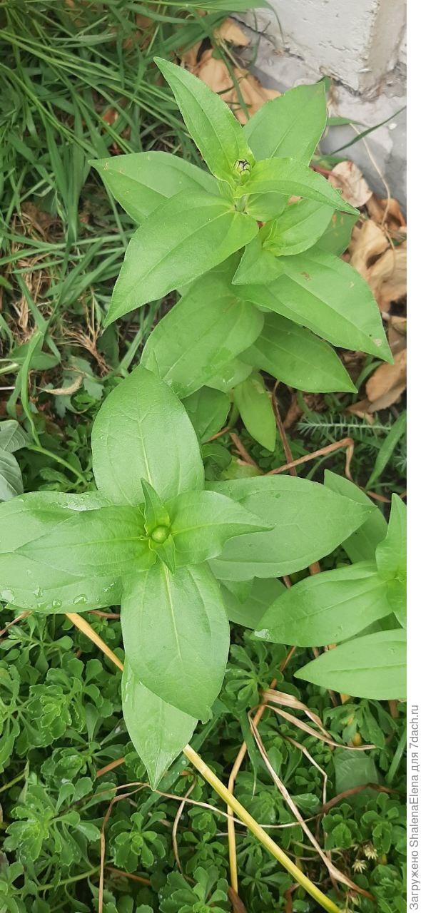 С нетерпением жду цветения. Очень интересно чем порадуют меня самосевные любимые цветочки.
