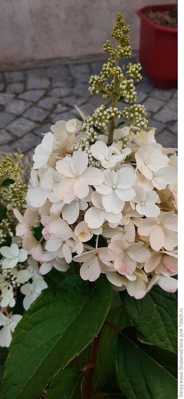 Метельчатая гортензия