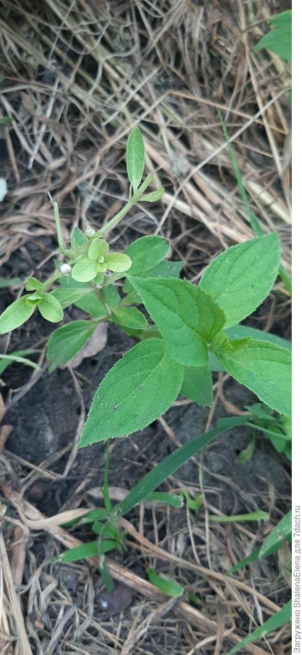 Плот эксперимента. Уже собирается цвести.