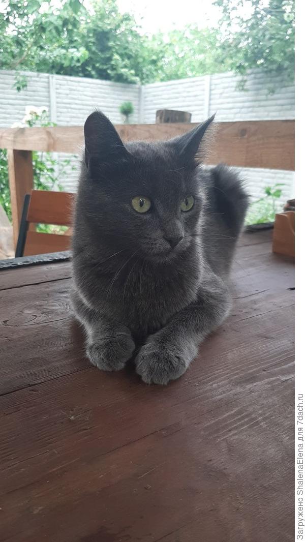 Благородная Дама Дульсинея по воле судьбы сменившая мусорный бак на наш дом.