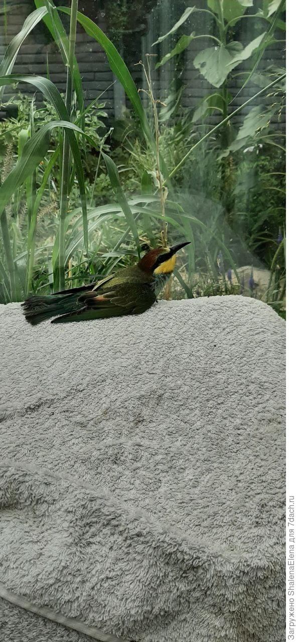 Птицу подобрали