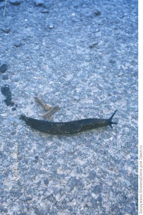 Ползет по своим делам