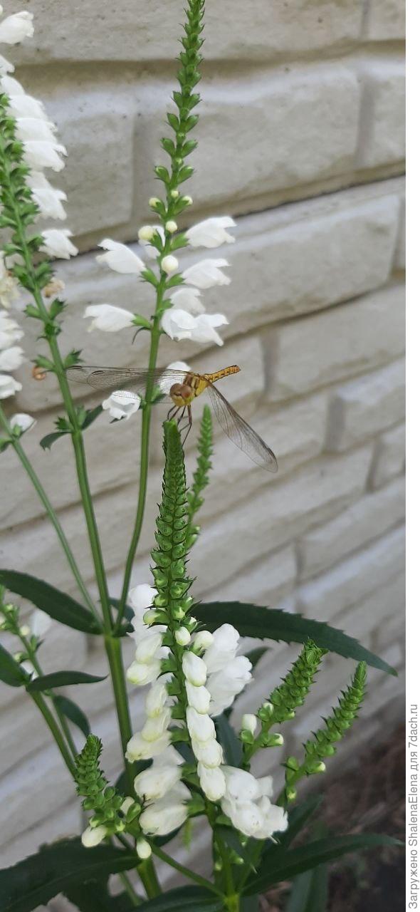 Стрекозка попалась