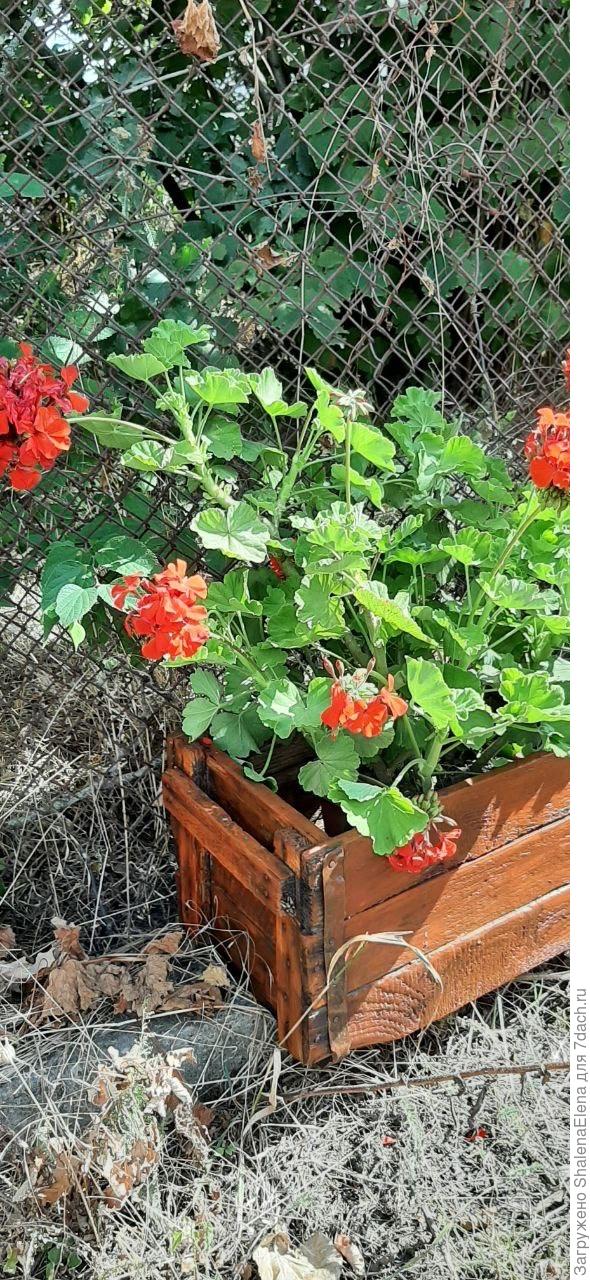 Новая пеларгония в новом кашпо