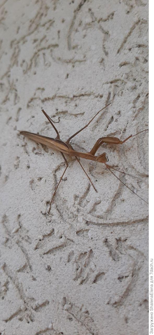 Еще один страж