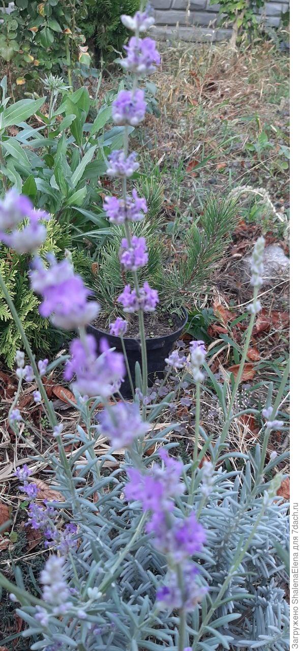 Второе цветение лаванды