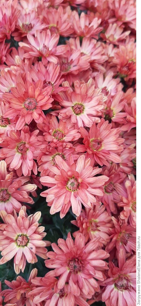 Еще одна новенькая