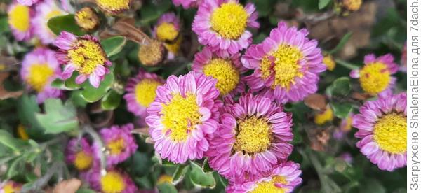 Почти ромашка