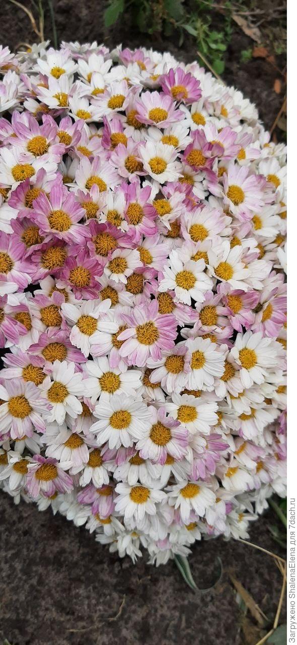 Самые первые цветы. Увядая, становятся розовыми