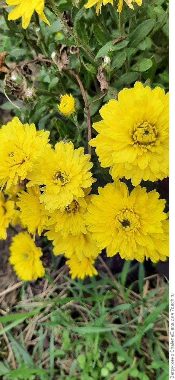 Желтенькая новиночка