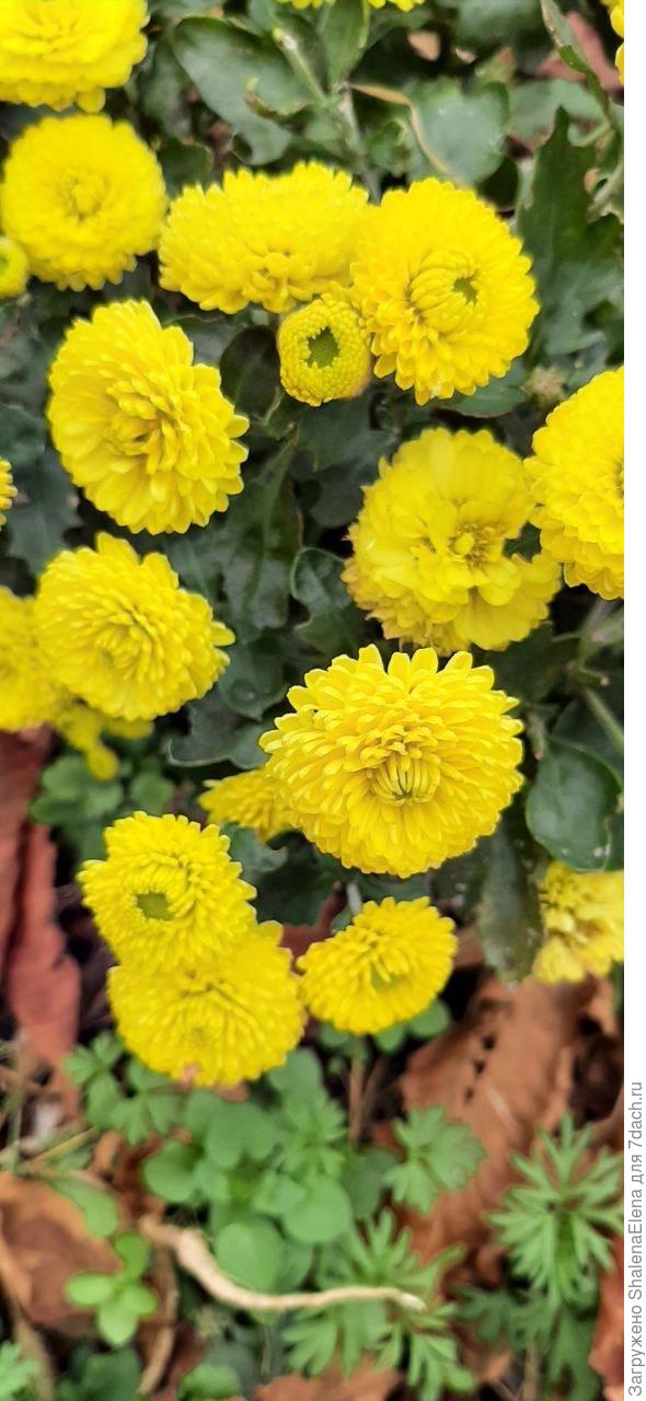 Помпончики