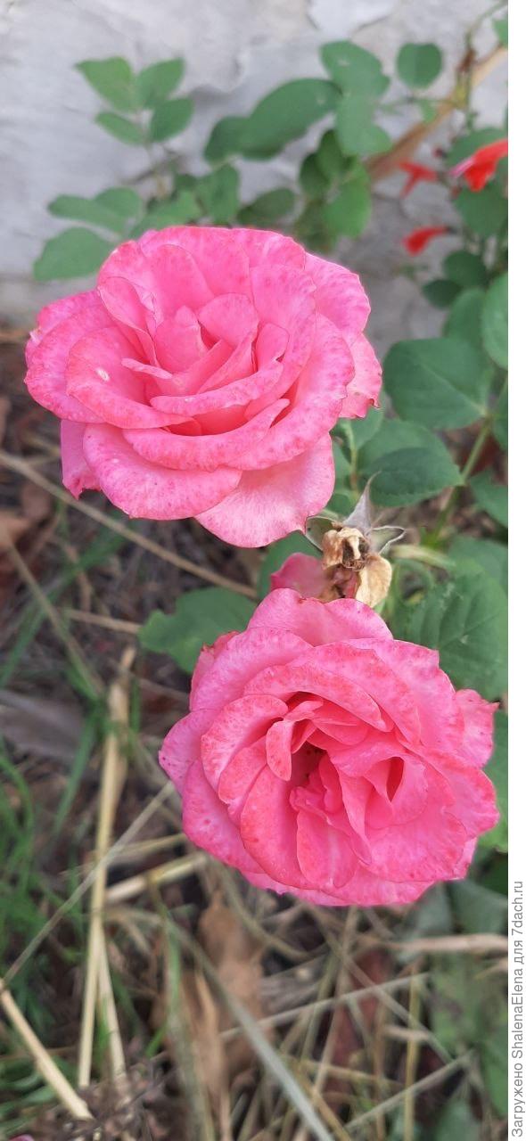 Флорибунда.