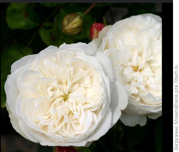 Фото из интернета. Такую себе прикупила недавно.