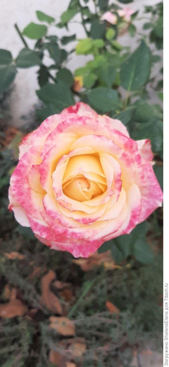 Название сорта утеряно в череде долгих дней жизни