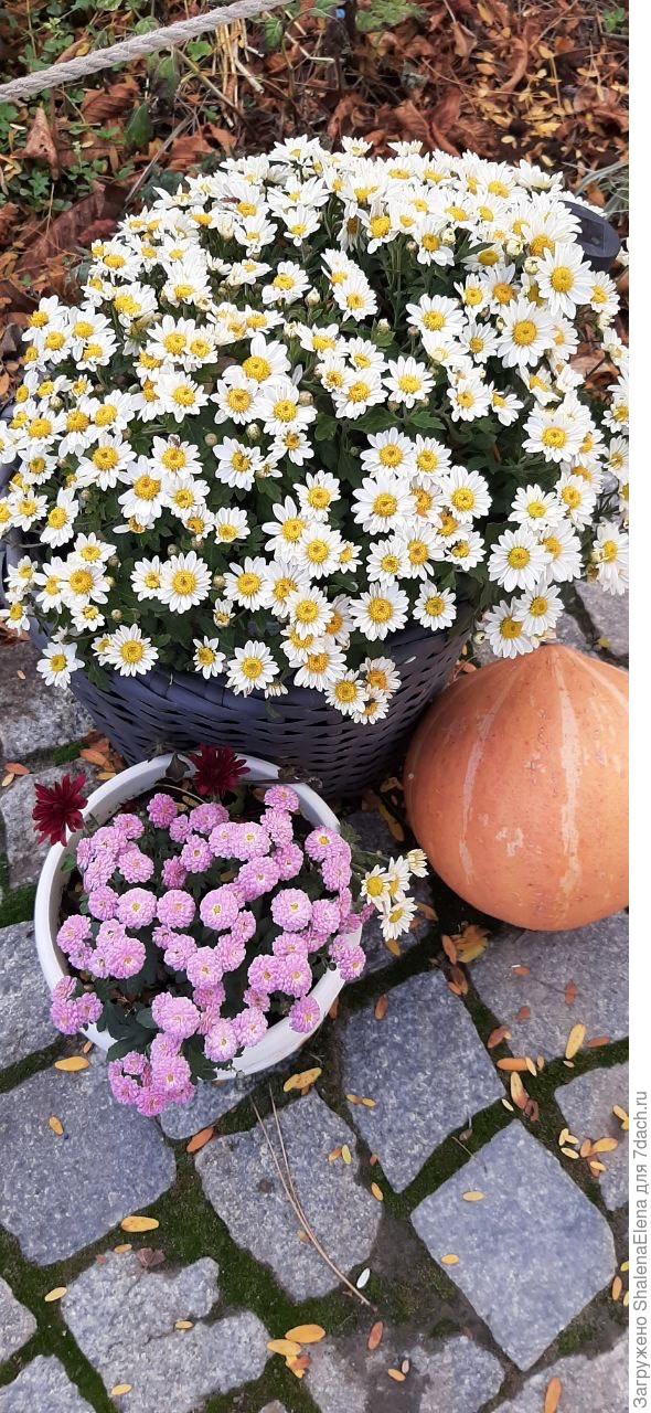 Мультифлора