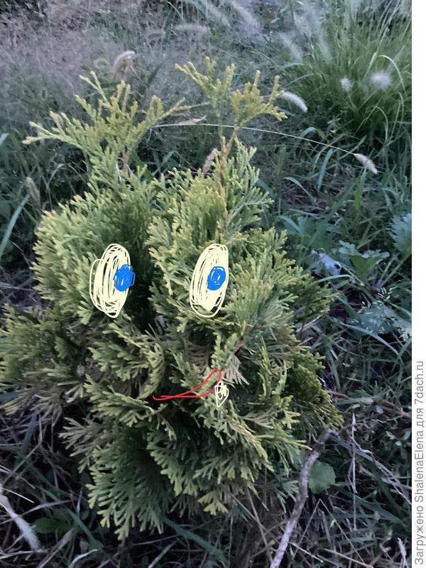 Моя чуня муня