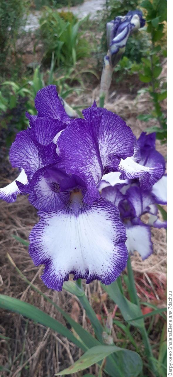 Ирисы моего сада