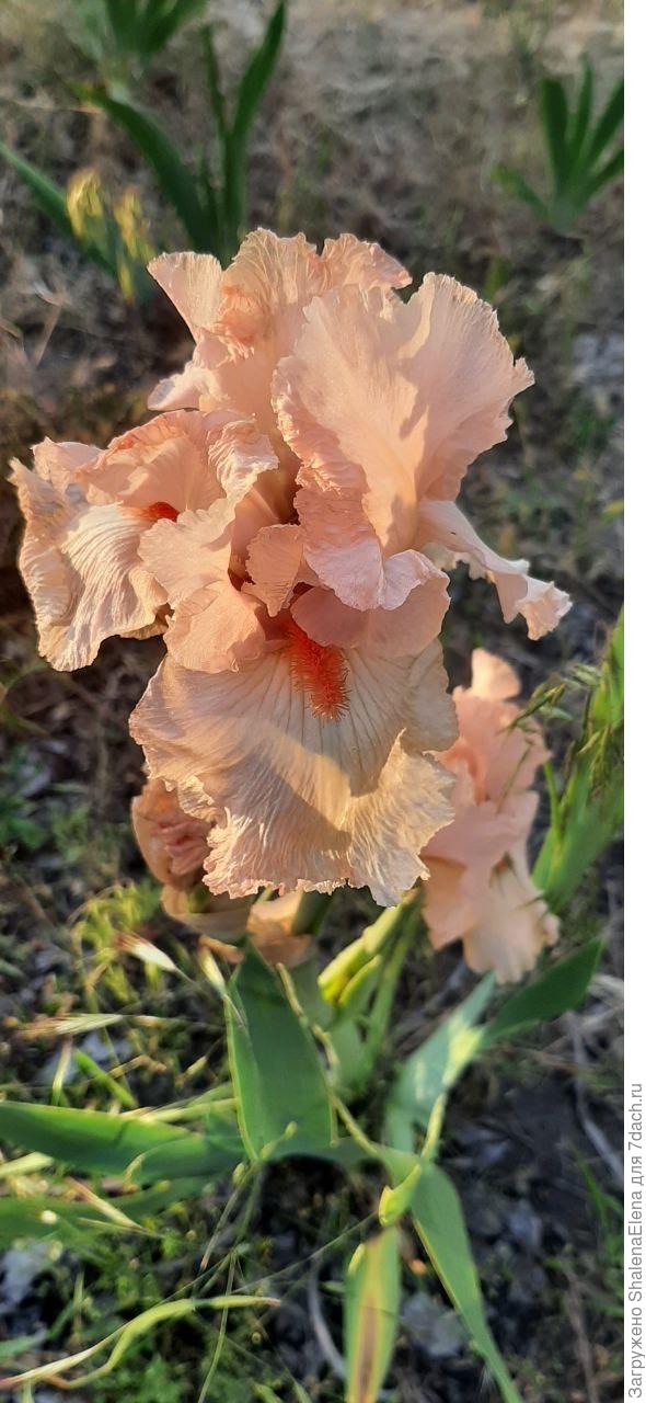 Еще такой есть.