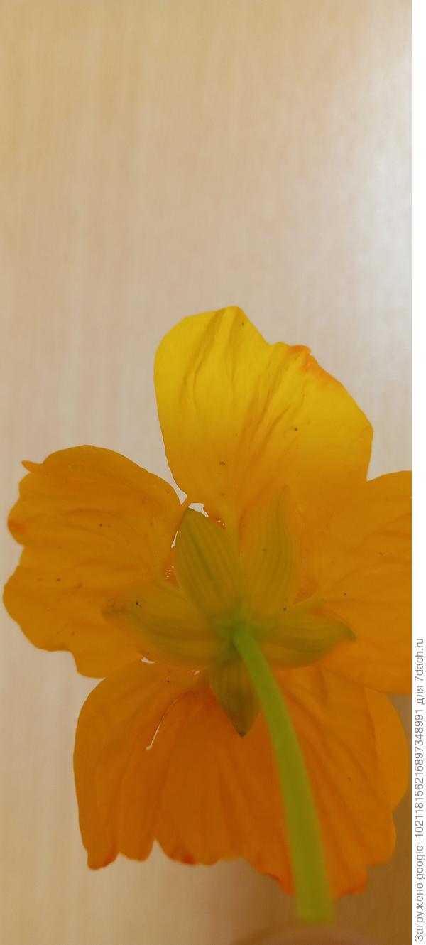 Это еще раз вблизи