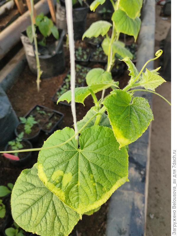 Листья огурцов