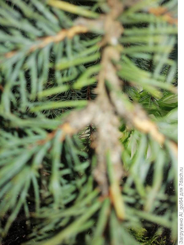 Между старой веткой и приростом соединение тёмное, рыхлое, набухшие, может от дождей