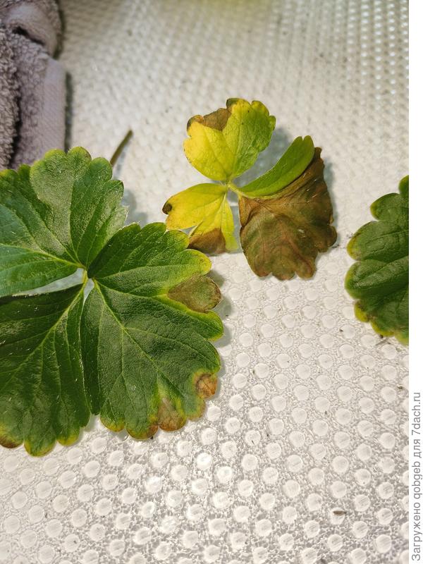 Сохнут кончики листьев клубники