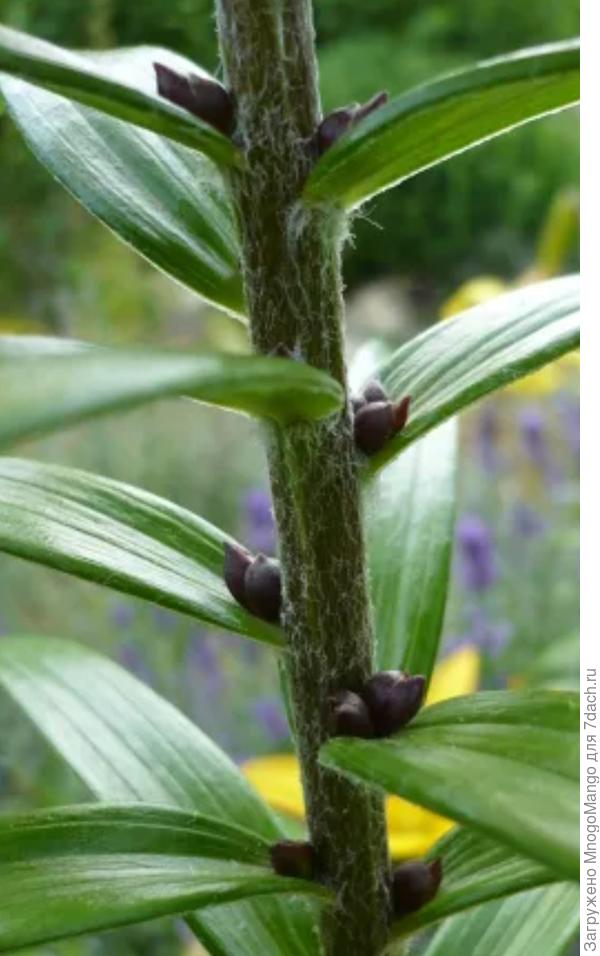 Бульбочки на загадочной лилии